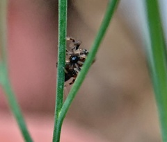Phidippus