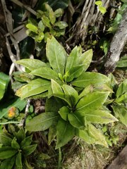 Scaevola glabra