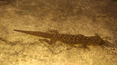 Hemidactylus murrayi