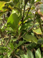 Scaevola glabra