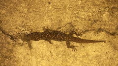 Hemidactylus murrayi
