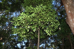 Cryptocarya foetida