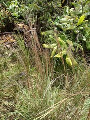 Andropogon bicornis