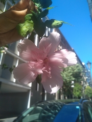 Hibiscus syriacus