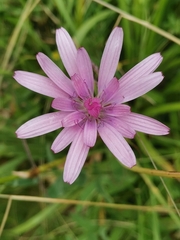 Scorzonera rosea