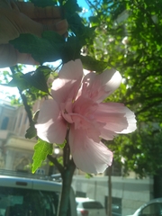 Hibiscus syriacus