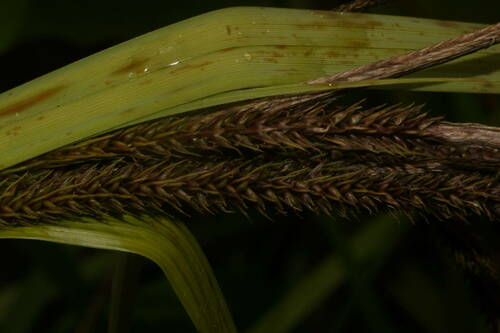 Hawai'i sedge (Carex alligata)