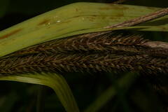 Carex alligata