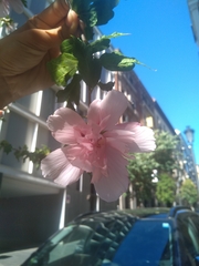 Hibiscus syriacus