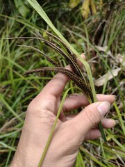 Carex alligata