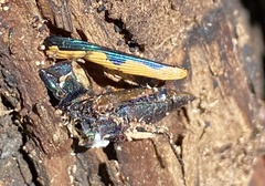 Buprestis viridisuturalis