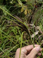 Carex alligata
