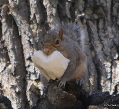 Sciurus carolinensis