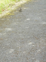 Phoenicurus ochruros