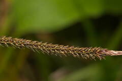 Carex alligata