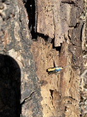 Buprestis viridisuturalis