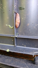 Ambigolimax valentianus