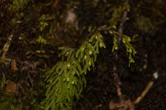 Hymenophyllum lanceolatum