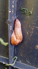 Ambigolimax valentianus