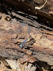 Buprestis viridisuturalis