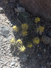 Draba aureola