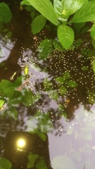 Microhyla nilphamariensis