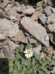Cerastium latifolium
