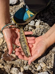 Salmo trutta fario
