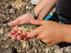 Salmo trutta fario