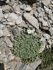 Cerastium latifolium