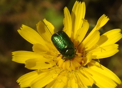 Cryptocephalus aureolus