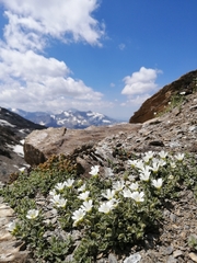 Cerastium latifolium