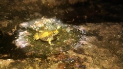 Microhyla nilphamariensis