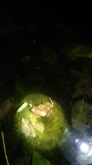 Microhyla nilphamariensis