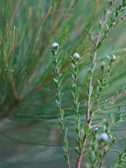 Kunzea capitata