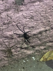 Latrodectus mactans