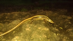 Eutropis carinata