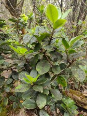 Ilex anomala