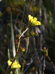 Hibbertia cistiflora