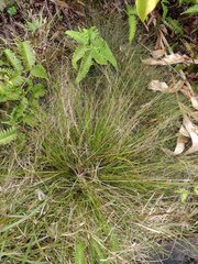 Rhynchospora rugosa
