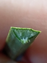 Xanthorrhoea brunonis