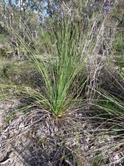 Xanthorrhoea brunonis