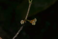Alyxia stellata