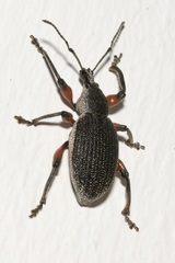 Otiorhynchus cardiniger
