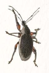 Otiorhynchus cardiniger
