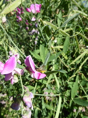 Megachile ericetorum