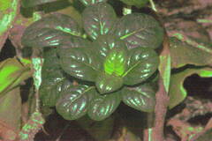 Geniostoma waialealae