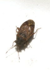 Stygnocoris