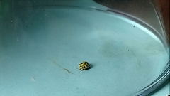 Psyllobora vigintiduopunctata