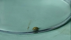 Psyllobora vigintiduopunctata